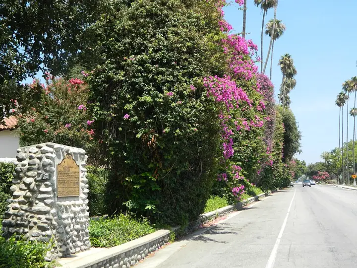 The Glendora Bougainvillea climbing palm trees on Bennett Avenue